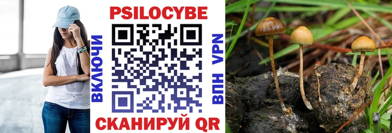 Купить закладки  Павловский Посад  Псилоцибиновые грибы Cubensis 